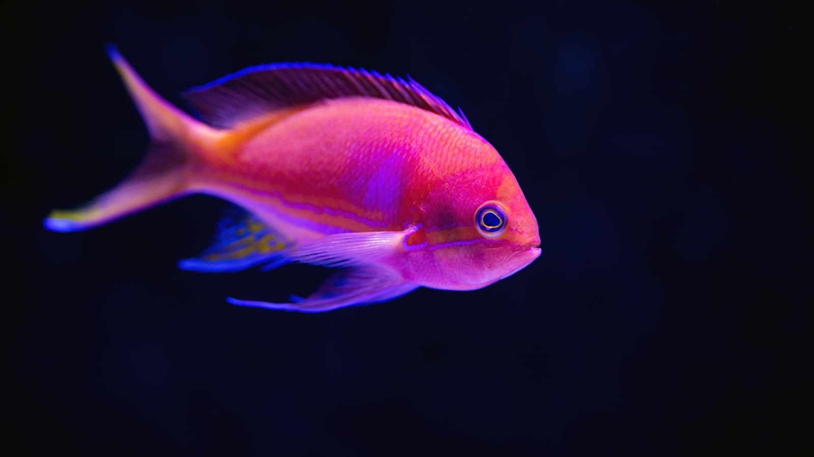 Aquarium and water filtration using reticulated foam media